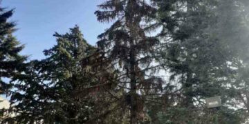 Δήμος Βοΐου: Απομάκρυνση επικίνδυνου δέντρου στο Γυμνάσιο – Λύκειο Νεάπολης 