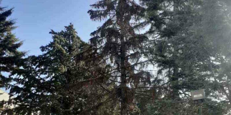 Δήμος Βοΐου: Απομάκρυνση επικίνδυνου δέντρου στο Γυμνάσιο – Λύκειο Νεάπολης 