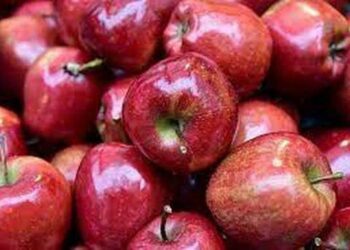 Δήμος Βοΐου: Υποβολή αιτήσεων χορήγησης ενίσχυσης για μειωμένη παραγωγή στις καλλιέργειες μηλιάς για το 2023