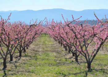 Ολική καταστροφή στη Φλώρινα: Κάηκαν από τον παγετό τα ροζ χωράφια με ροδακινιές