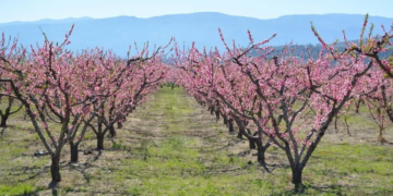 Ολική καταστροφή στη Φλώρινα: Κάηκαν από τον παγετό τα ροζ χωράφια με ροδακινιές