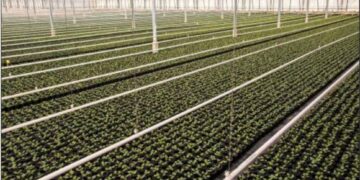 Δήμος Βοΐου: Θερμοκήπιο γεωθερμίας και ενεργειακή κοινότητα από το αναπτυξιακό δίκτυο «Αγροβόιο»