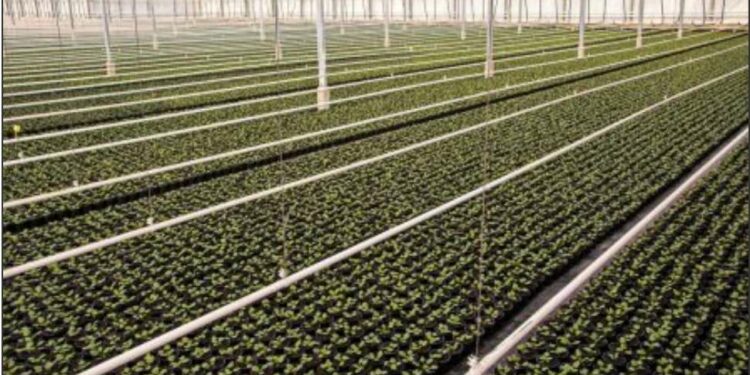 Δήμος Βοΐου: Θερμοκήπιο γεωθερμίας και ενεργειακή κοινότητα από το αναπτυξιακό δίκτυο «Αγροβόιο»