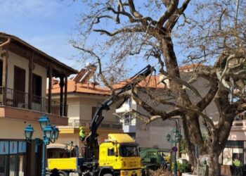 Κλάδεμα στους πλατάνους στο Δήμο Βοΐου