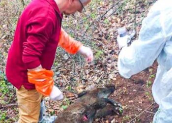 Φλώρινα: «Θερίζει» τα αγριογούρουνα η Αφρικανική πανώλη των χοίρων