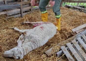 Εορδαία: Αρκούδες θανάτωσαν πρόβατα και πουλερικά