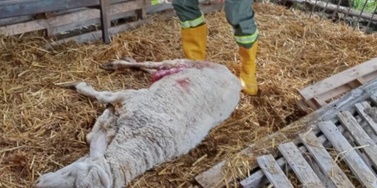 Εορδαία: Αρκούδες θανάτωσαν πρόβατα και πουλερικά