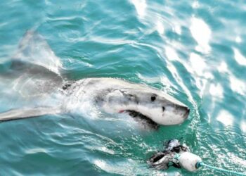 Καρχαρίας εντοπίστηκε στην Κέρκυρα – «Παναγία μου, τρέμω», φώναξε αυτόπτης μάρτυρας [βίντεο]