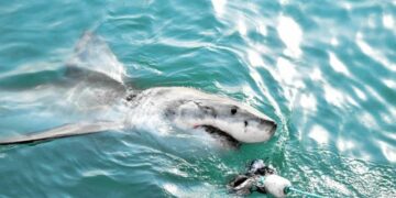 Καρχαρίας εντοπίστηκε στην Κέρκυρα – «Παναγία μου, τρέμω», φώναξε αυτόπτης μάρτυρας [βίντεο]