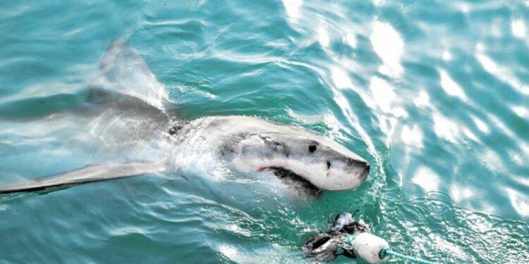 Καρχαρίας εντοπίστηκε στην Κέρκυρα – «Παναγία μου, τρέμω», φώναξε αυτόπτης μάρτυρας [βίντεο]