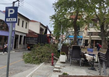 Σιάτιστα: Κλαδεύτηκε ο πλάτανος στην Πλατεία χώρας. Φωτογραφίες