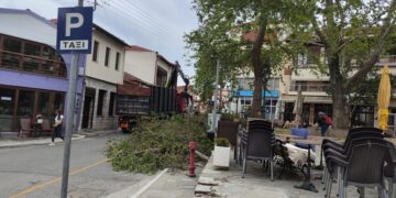 Σιάτιστα: Κλαδεύτηκε ο πλάτανος στην Πλατεία χώρας. Φωτογραφίες