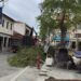 Σιάτιστα: Κλαδεύτηκε ο πλάτανος στην Πλατεία χώρας. Φωτογραφίες