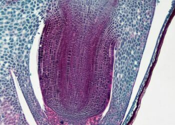 «Καμπανάκι» για εξάπλωση θανατηφόρου «σούπερ μύκητα» στην Ευρώπη