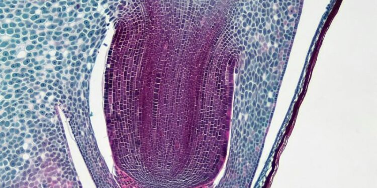 «Καμπανάκι» για εξάπλωση θανατηφόρου «σούπερ μύκητα» στην Ευρώπη