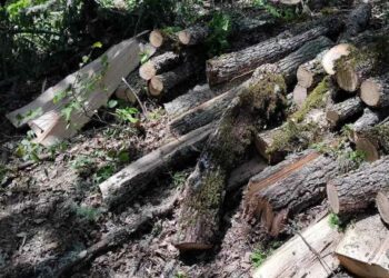 Καστοριά: Ανήλικος πέρασε τα σύνορα κι έκοβε ξύλα!!