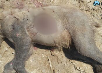 Νεκρή αρκούδα από πυροβόλο όπλο στην περιοχή Λιθιά Καστοριάς