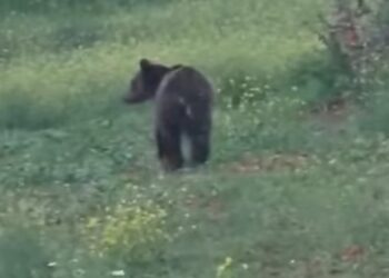Βόιο: Αρκούδα κόβει βόλτες ατάραχη. Βίντεο