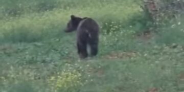Βόιο: Αρκούδα κόβει βόλτες ατάραχη. Βίντεο