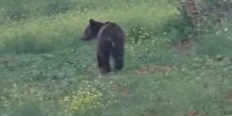 Βόιο: Αρκούδα κόβει βόλτες ατάραχη. Βίντεο