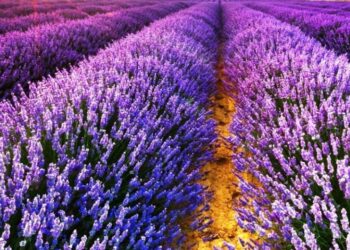 Δήμος Βοΐου: Αιτήσεις αποζημιώσεων για παραγωγούς λεβάντας 