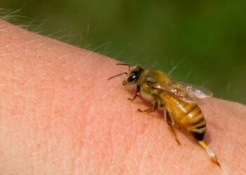 Πέθανε έπειτα από επίθεση μελισσών ενώ κούρευε το γκαζόν