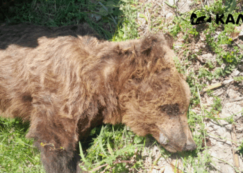 Νεκρή αρκούδα εντοπίστηκε στους Αμπελόκηπους Καστοριάς