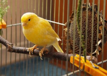 Σταμάτησε να κελαηδάει το καναρίνι και αυτό που βρήκαν στο κλουβί του τους σόκαρε
