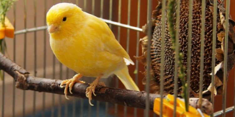 Σταμάτησε να κελαηδάει το καναρίνι και αυτό που βρήκαν στο κλουβί του τους σόκαρε