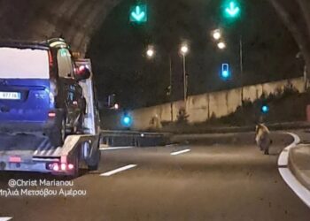 Μέτσοβο: Αρκούδα κάνει βόλτα σε σήραγγα της Εγνατίας!!!
