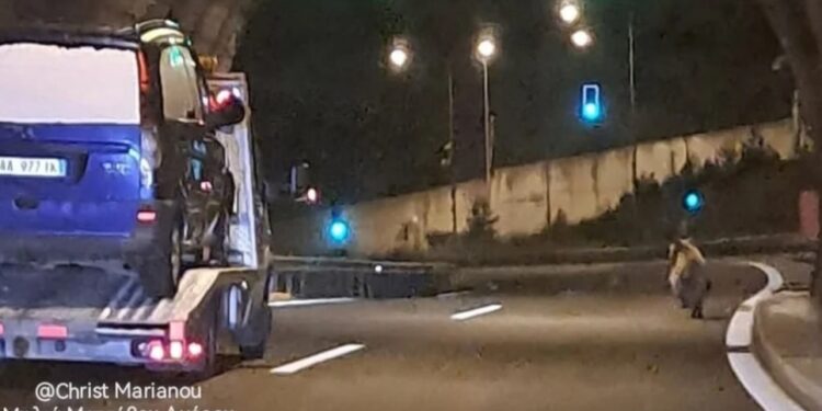 Μέτσοβο: Αρκούδα κάνει βόλτα σε σήραγγα της Εγνατίας!!!