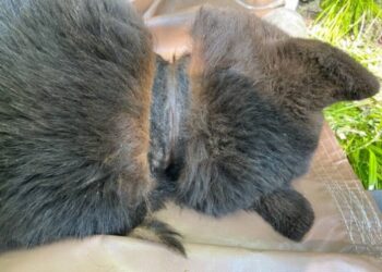 Αρκούδα ζούσε με καπάκι γύρω από τον λαιμό της για δύο χρόνια