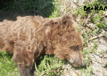 Νεκρή αρκούδα εντοπίστηκε στους Αμπελόκηπους Καστοριάς