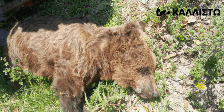 Νεκρή αρκούδα εντοπίστηκε στους Αμπελόκηπους Καστοριάς