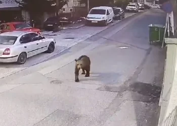 Αρκούδες εντοπίστηκαν να κυκλοφορούν σε κεντρικό δρόμο σε Κοζάνη και Γρεβενά. Βίντεο