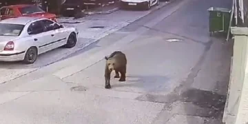 Αρκούδες εντοπίστηκαν να κυκλοφορούν σε κεντρικό δρόμο σε Κοζάνη και Γρεβενά. Βίντεο