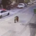 Αρκούδες εντοπίστηκαν να κυκλοφορούν σε κεντρικό δρόμο σε Κοζάνη και Γρεβενά. Βίντεο