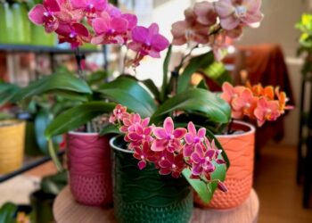 Μυστικά για τις ορχιδέες – Πώς να ανθίζουν ξανά και ξανά
