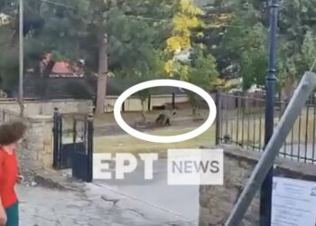 Καστοριά: Αρκούδα εμφανίστηκε σε αυλή σχολείου στο Νεστόριο (βίντεο)