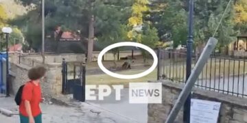 Καστοριά: Αρκούδα εμφανίστηκε σε αυλή σχολείου στο Νεστόριο (βίντεο)