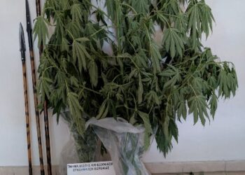 Συνελήφθη 62χρονος για καλλιέργεια κάνναβης και ναρκωτικά στην πόλη της Πτολεμαΐδας