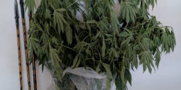 Συνελήφθη 62χρονος για καλλιέργεια κάνναβης και ναρκωτικά στην πόλη της Πτολεμαΐδας