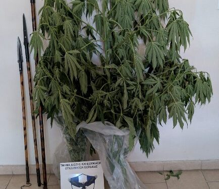Συνελήφθη 62χρονος για καλλιέργεια κάνναβης και ναρκωτικά στην πόλη της Πτολεμαΐδας