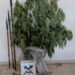 Συνελήφθη 62χρονος για καλλιέργεια κάνναβης και ναρκωτικά στην πόλη της Πτολεμαΐδας