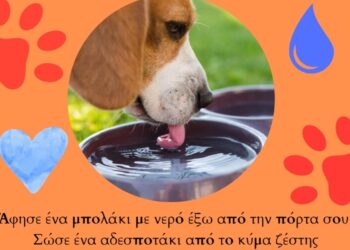 «Άφησε ένα μπολάκι με νερό έξω από την πόρτα σου» – Έκκληση Δήμου Κοζάνης για νερό στα αδέσποτα ζώα συντροφιάς τις ημέρες με ζέστη