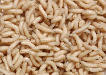 Οι ΗΠΑ ετοιμάζονται να ρίξουν δισεκατομμύρια μύγες από αεροπλάνα για να καταπολεμήσουν σαρκοφάγο σκουλήκι