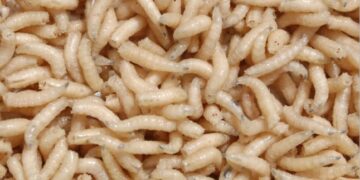 Οι ΗΠΑ ετοιμάζονται να ρίξουν δισεκατομμύρια μύγες από αεροπλάνα για να καταπολεμήσουν σαρκοφάγο σκουλήκι