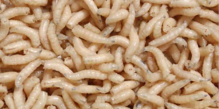 Οι ΗΠΑ ετοιμάζονται να ρίξουν δισεκατομμύρια μύγες από αεροπλάνα για να καταπολεμήσουν σαρκοφάγο σκουλήκι