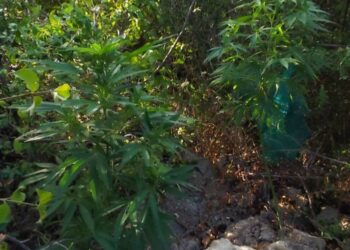Κοζάνη: Καλλιεργούσε 6 δενδρύλλια κάνναβης