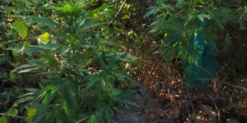 Κοζάνη: Καλλιεργούσε 6 δενδρύλλια κάνναβης